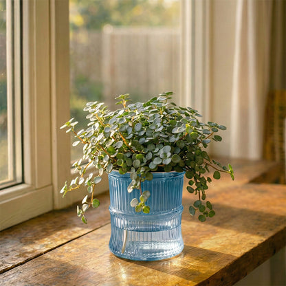 A Self-Watering Planter That Reduces Watering Stress