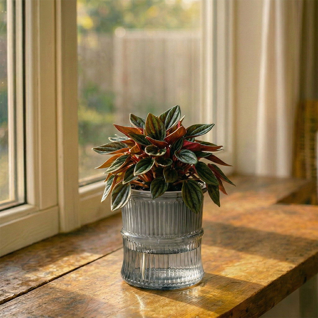 A Self-Watering Planter That Reduces Watering Stress