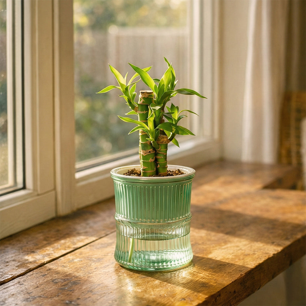 A Self-Watering Planter That Reduces Watering Stress
