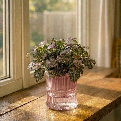 A Self-Watering Planter That Reduces Watering Stress